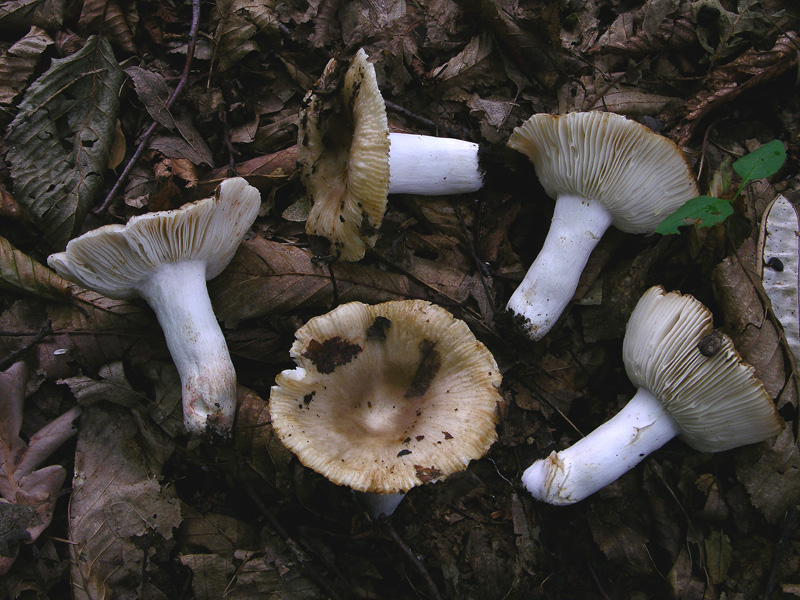 Russule del 12 giugno.